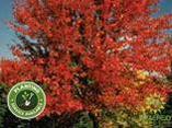 Autumn Blaze® Maple- Tree for sale, Grown in Grande Prairie -Braeheid Gardens Ltd. on Emerson Trail
