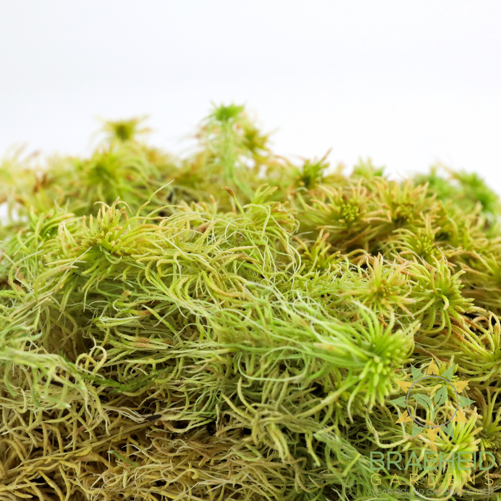 Natural Canadian Sphagnum Moss - Revita-Moss