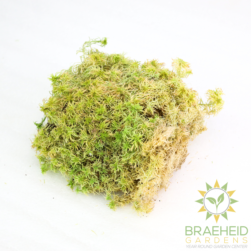 Natural Canadian Sphagnum Moss - Revita-Moss