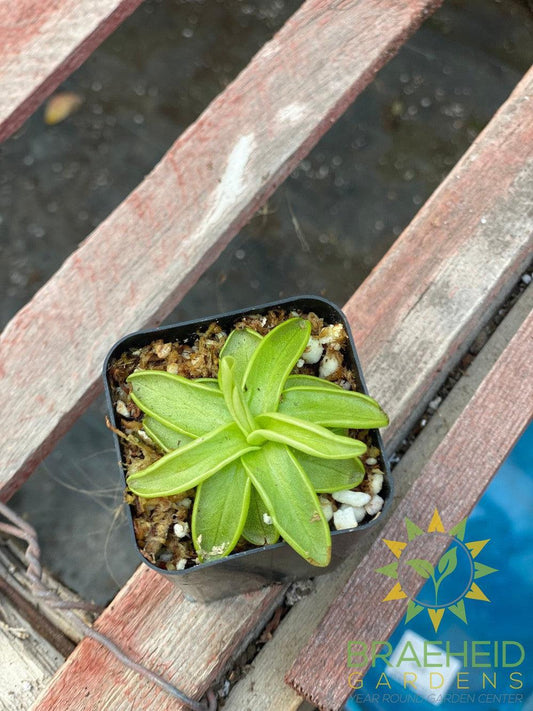 Butterwort Pinguicula Primuliflora