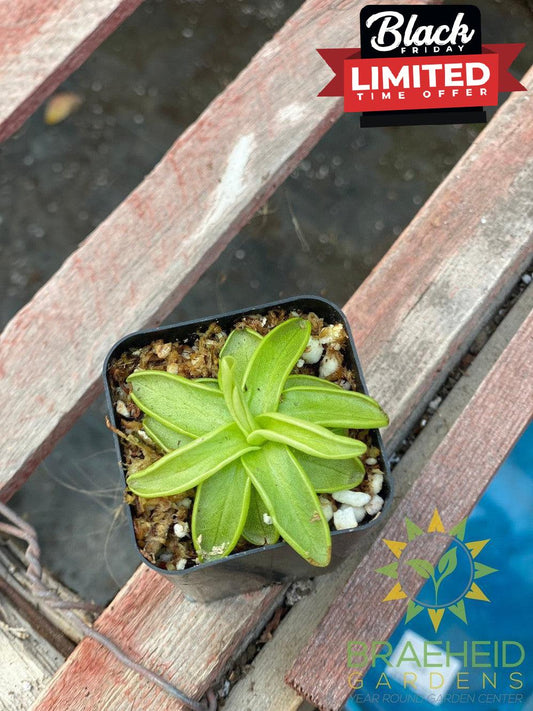 Butterwort Pinguicula Primuliflora