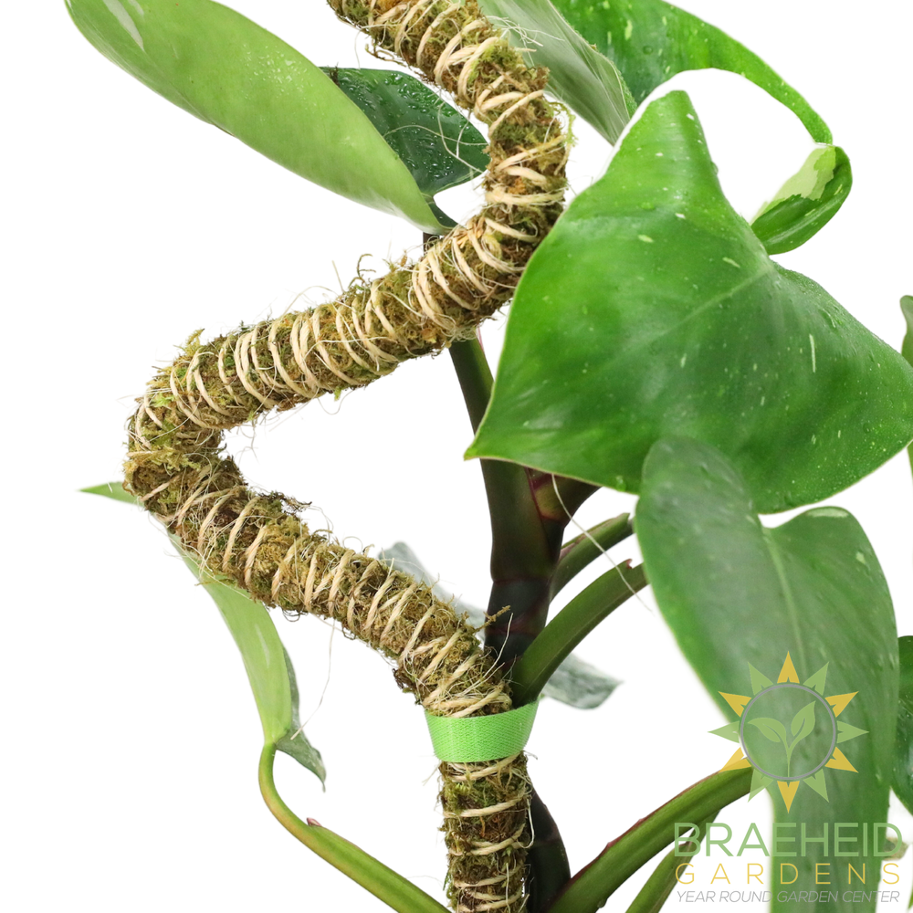 The Bendable Moss Pole™ 𝘛𝘏𝘐𝘕