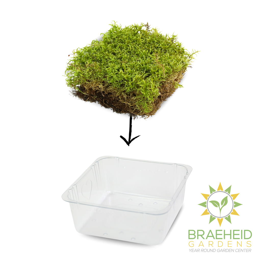 Natural Canadian Forest Moss - Revita-Moss (Pleurozium schreberi)