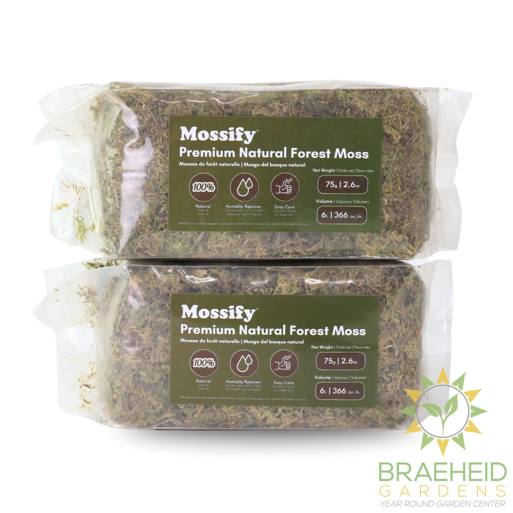 Premium Natural Forest Moss