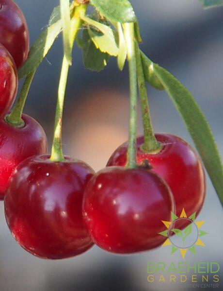 d'Artangnan Sour Cherry Tree