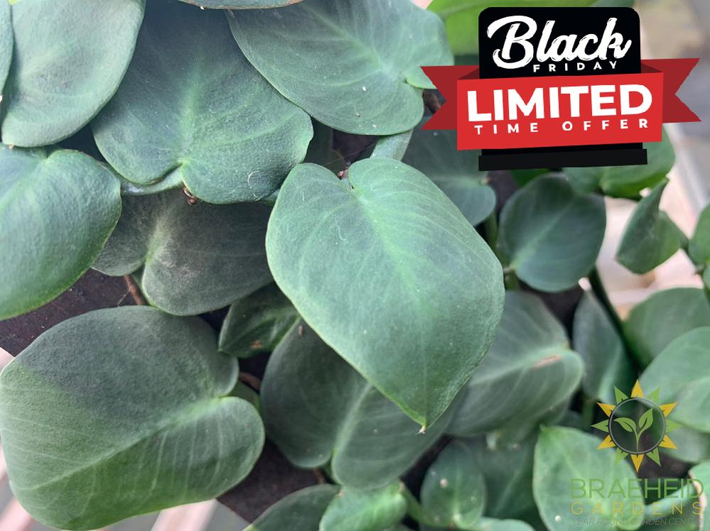 Shingle Plant - Rhaphidophora Korthalsii