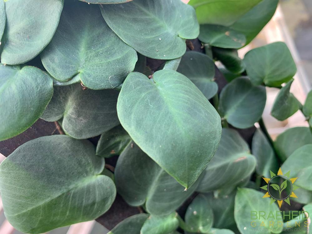 Shingle Plant - Rhaphidophora Korthalsii