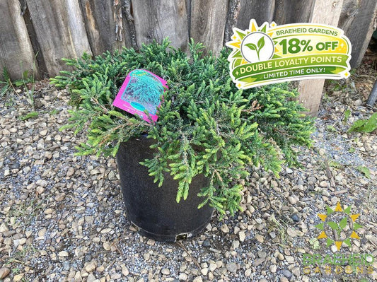 Mountain Juniper