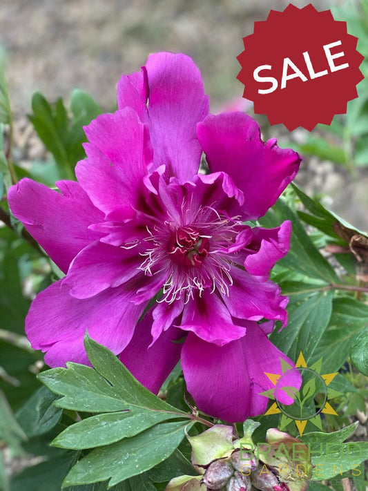 Purple Sensation Itoh Peony