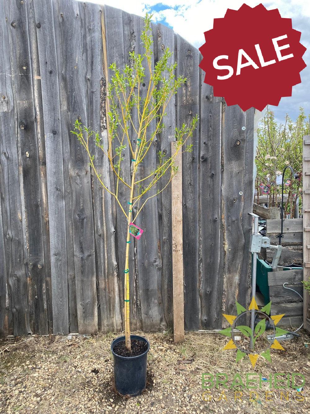 Golden Willow Tree- Tree for sale, Grown in Grande Prairie -Braeheid Gardens Ltd. on Emerson Trail
