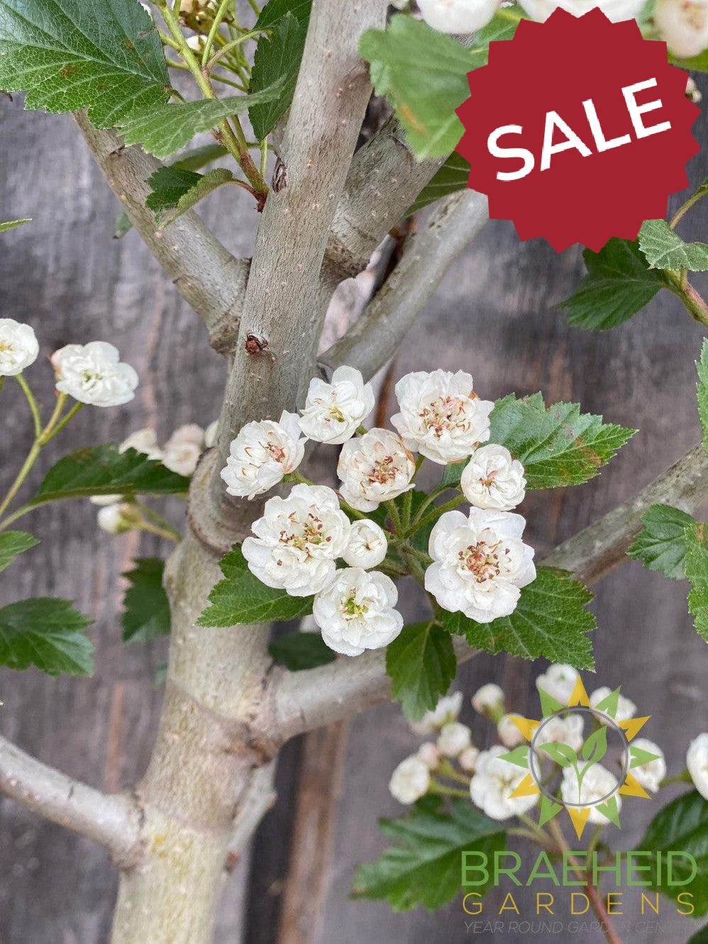Snowbird Hawthorn- Tree for sale, Grown in Grande Prairie -Braeheid Gardens Ltd. on Emerson Trail