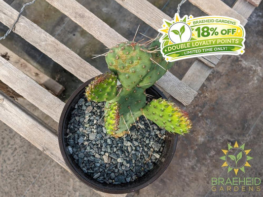 Opuntia Polycantha 'Cream to white' - Cold Hardy