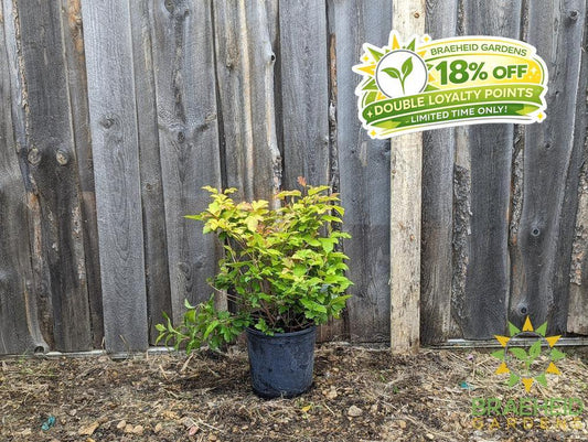 Buy Oh Canada™ Cranberry an Edible Shrub in Grande Prairie Alberta - Braeheid Gardens Ltd.