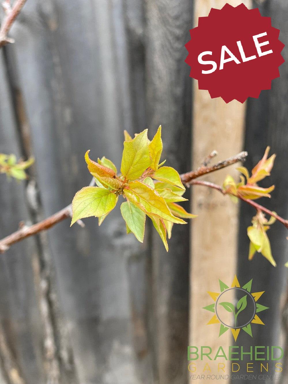 Casino™ Apricot- Tree for sale, Grown in Grande Prairie -Braeheid Gardens Ltd. on Emerson Trail