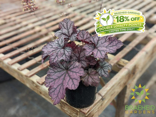 Heuchera 'Spellbound' - NO SHIP -