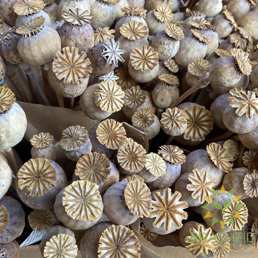 Poppy Spray
