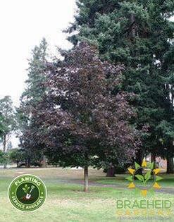 Prairie Splendor Norway Maple