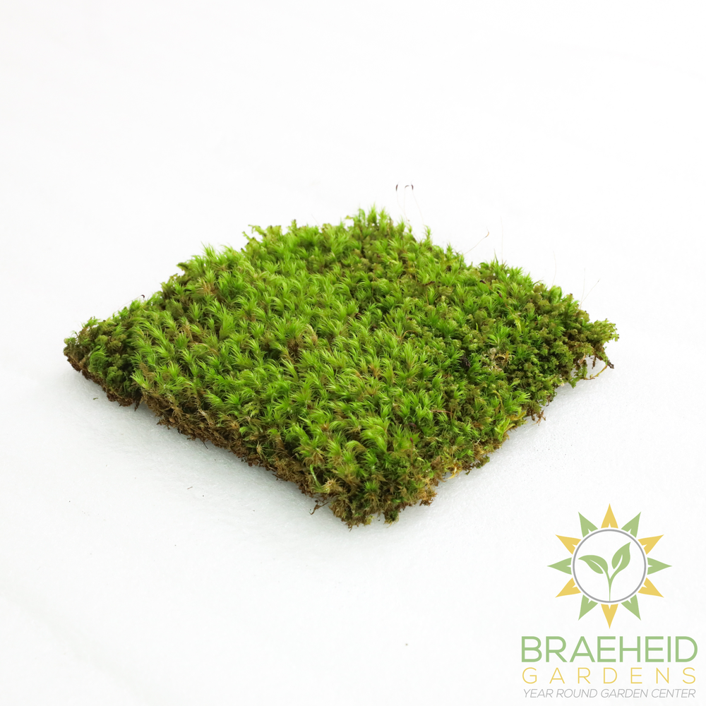 Mood Moss - Revita-Moss (Dicranum)