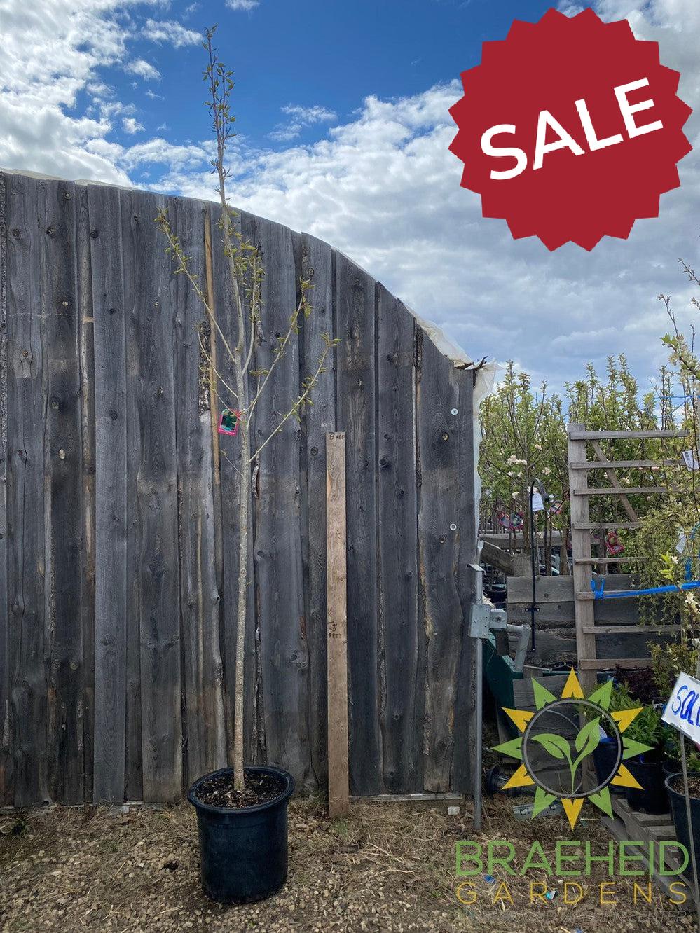 AC-Sundancer™ Poplar- Tree for sale, Grown in Grande Prairie -Braeheid Gardens Ltd. on Emerson Trail