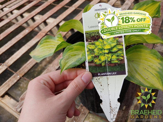 Hosta 'Lakeside Banana Bay' -NO SHIP -