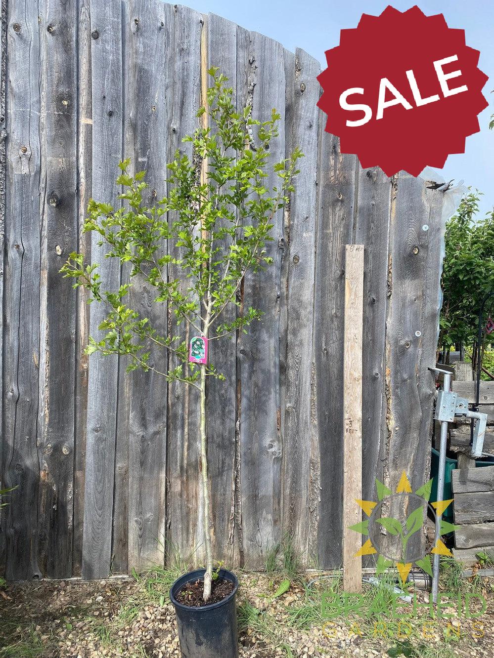 Toba Hawthorn- Tree for sale, Grown in Grande Prairie -Braeheid Gardens Ltd. on Emerson Trail