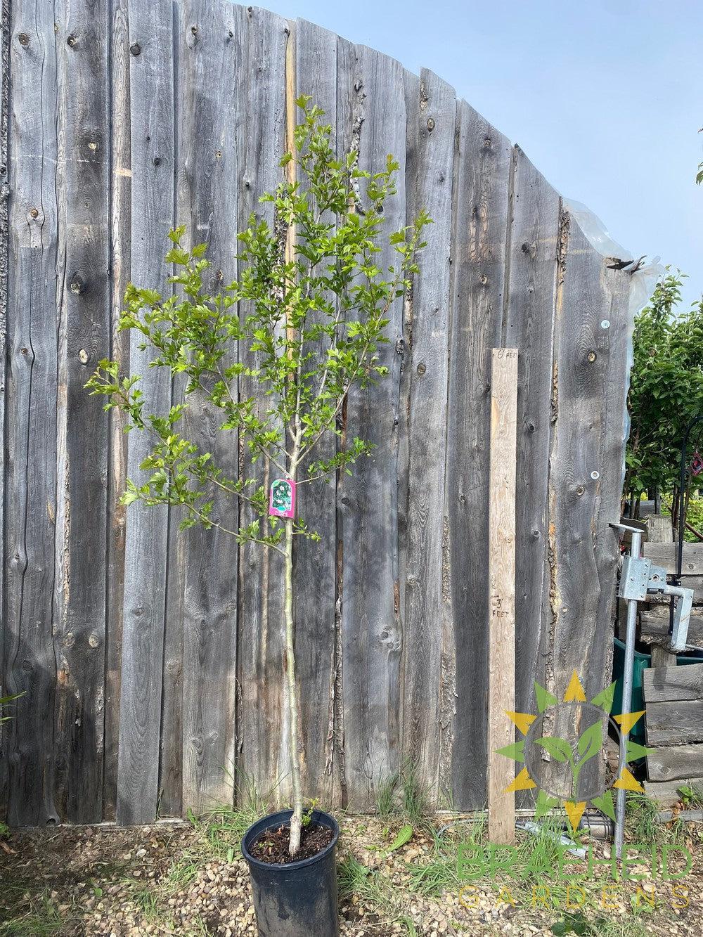 Toba Hawthorn- Tree for sale, Grown in Grande Prairie -Braeheid Gardens Ltd. on Emerson Trail