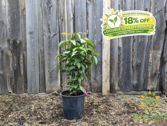 Buy Nannyberry an Edible Shrub in Grande Prairie Alberta - Braeheid Gardens Ltd.