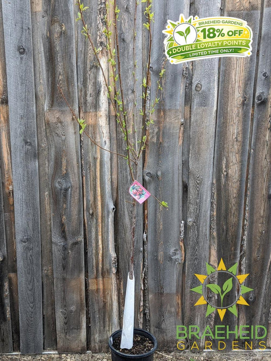 Pembina Plum- Tree for sale, Grown in Grande Prairie -Braeheid Gardens Ltd. on Emerson Trail