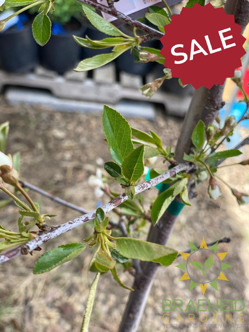 Juliet Cherry Tree- Tree for sale, Grown in Grande Prairie -Braeheid Gardens Ltd. on Emerson Trail
