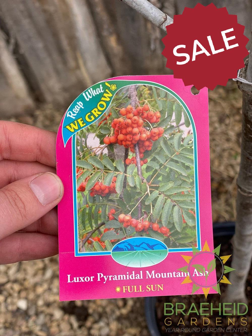 Luxor Pyramidal Mountain Ash- Tree for sale, Grown in Grande Prairie -Braeheid Gardens Ltd. on Emerson Trail