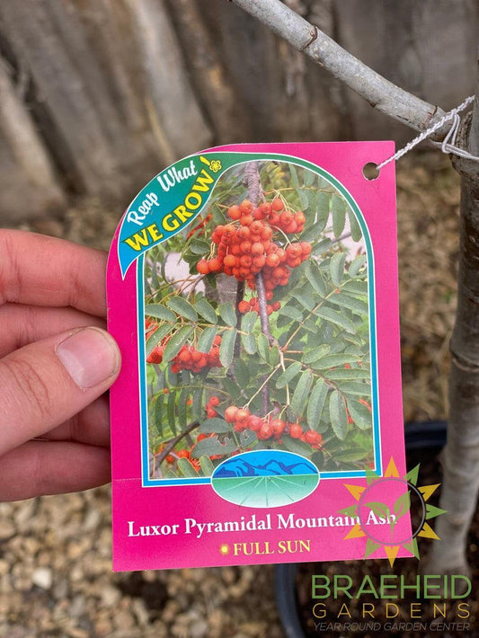 Luxor Pyramidal Mountain Ash- Tree for sale, Grown in Grande Prairie -Braeheid Gardens Ltd. on Emerson Trail