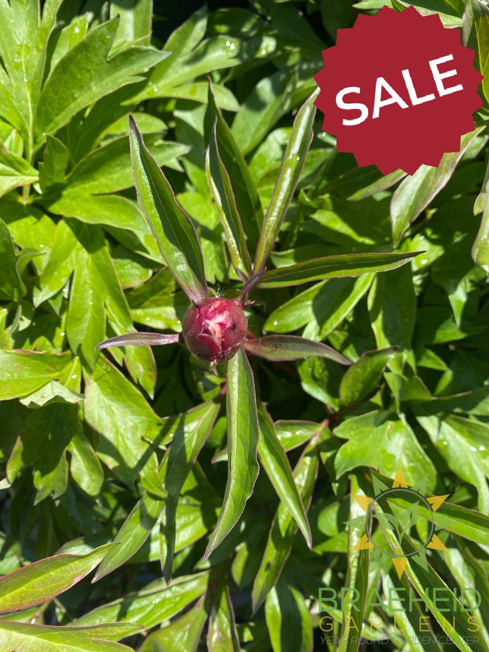Duchesse de Nemours Peony - NO SHIP -