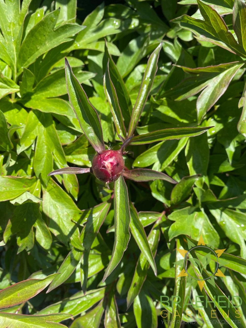 Duchesse de Nemours Peony - NO SHIP -