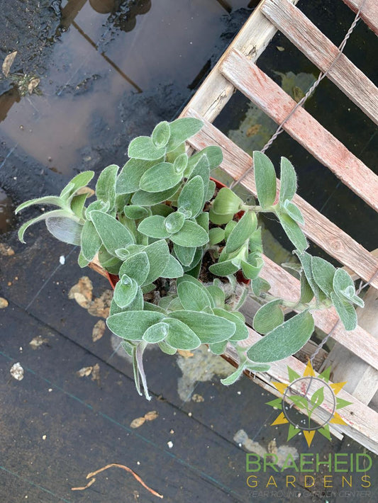 Tradescantia sillamontana White Velvet