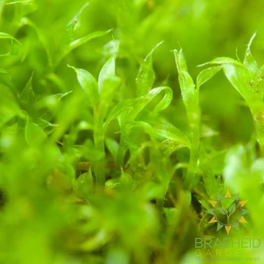 Native Boreal Mix Growable Moss for the Shade