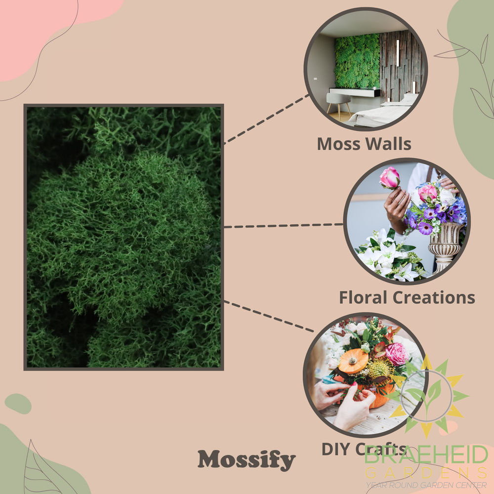 Premium Preserved Reindeer Moss