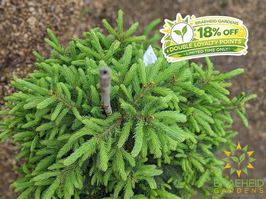 Black Hills Spruce- Tree for sale, Grown in Grande Prairie -Braeheid Gardens Ltd. on Emerson Trail