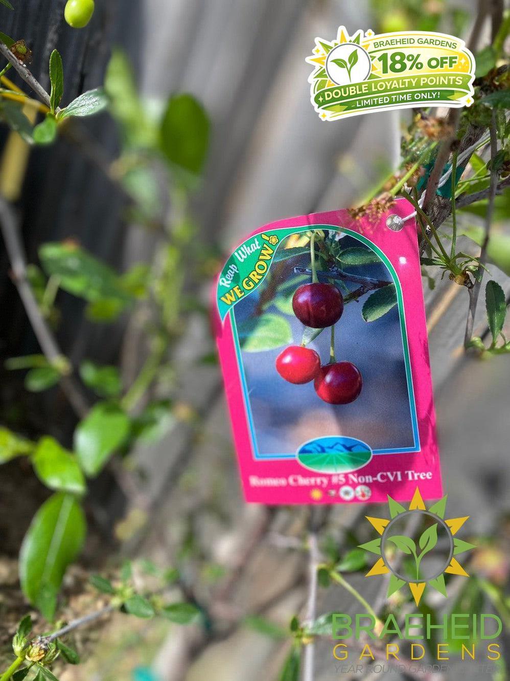 Romeo Cherry Tree- Tree for sale, Grown in Grande Prairie -Braeheid Gardens Ltd. on Emerson Trail
