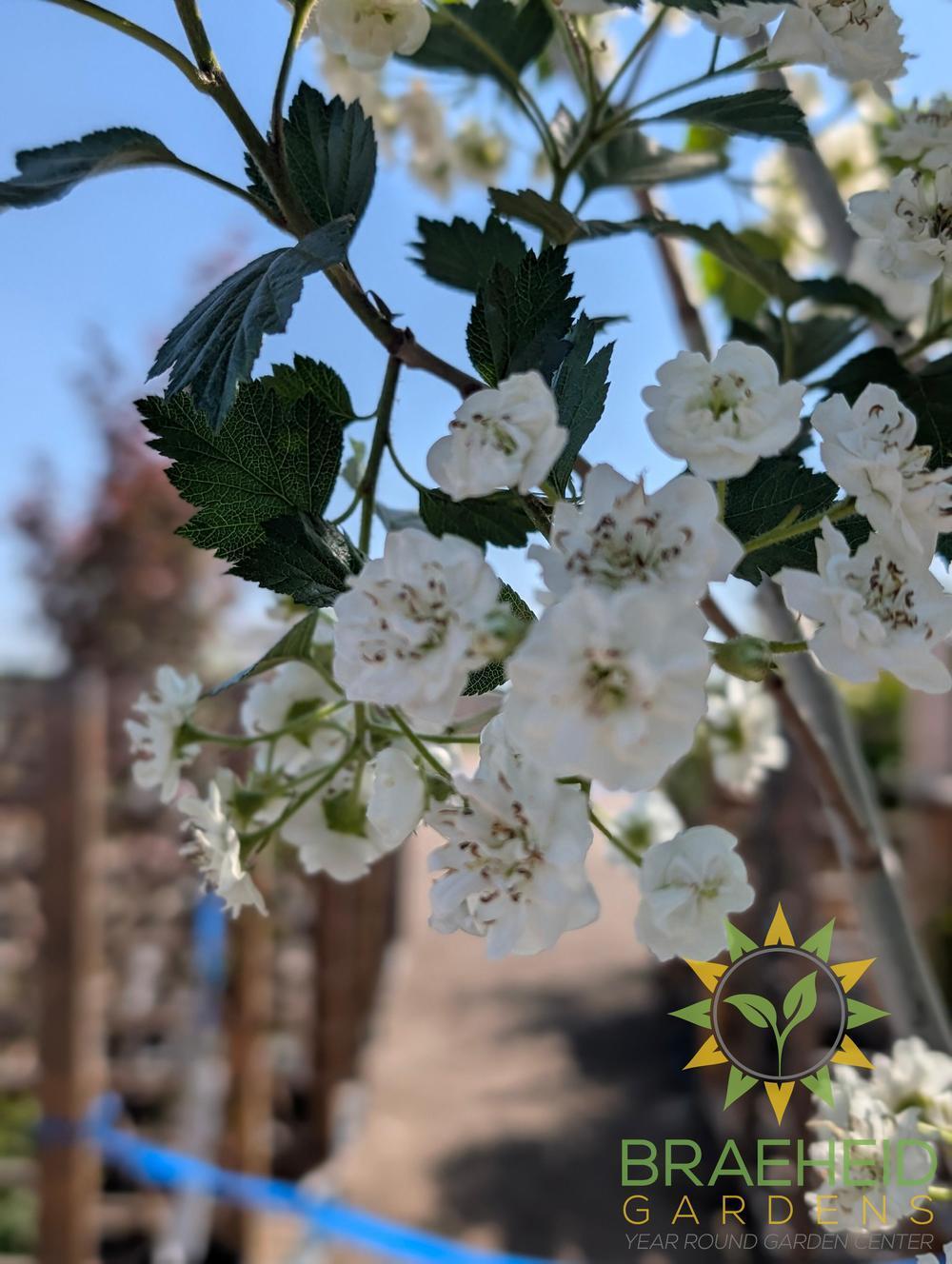 Snowbird Hawthorn