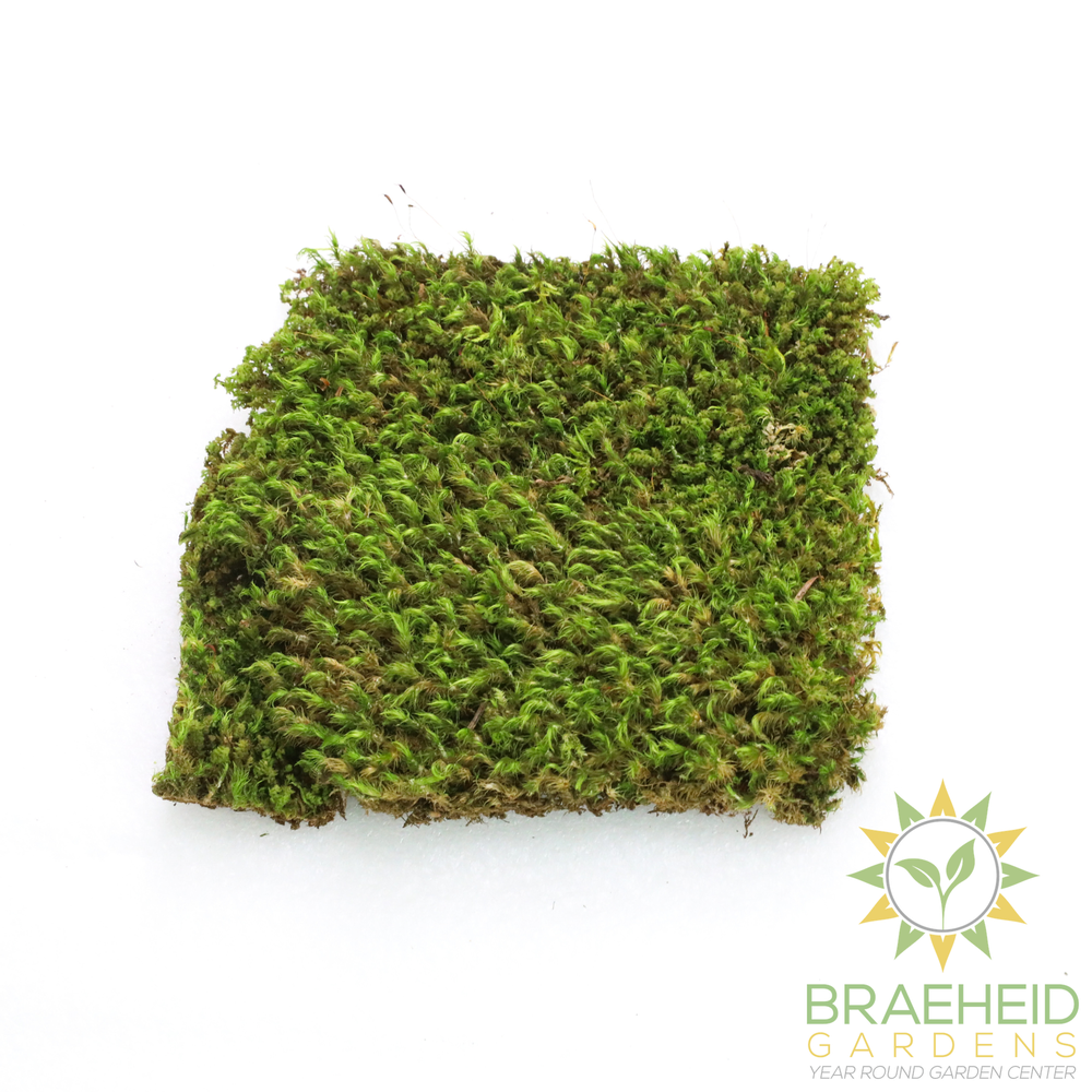Mood Moss - Revita-Moss (Dicranum)