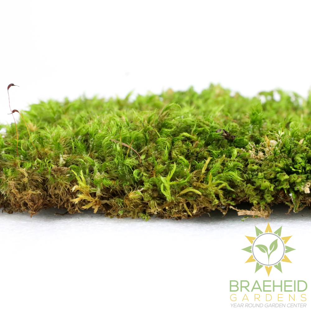 Mood Moss - Revita-Moss (Dicranum)