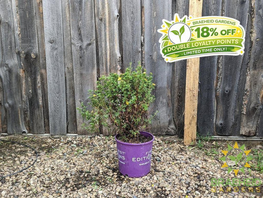 Mandarin Tango® Potentilla