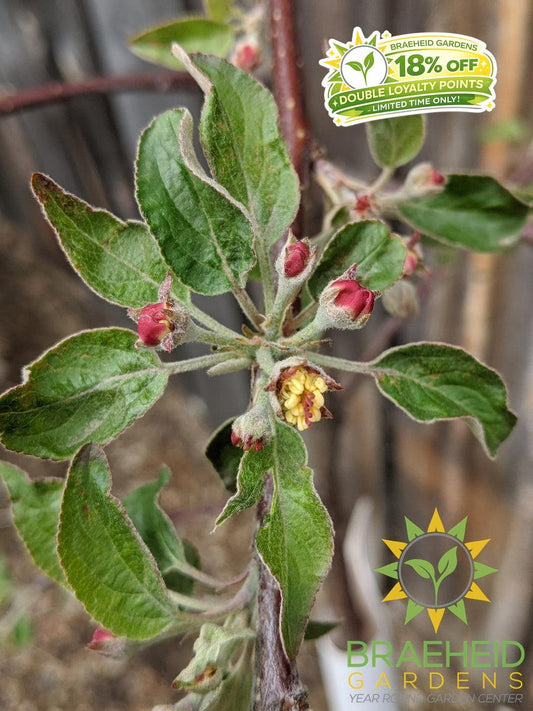 Haralson Apple- Tree for sale, Grown in Grande Prairie -Braeheid Gardens Ltd. on Emerson Trail