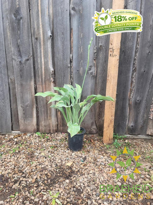 Hosta Regal Splendor -NO SHIP -