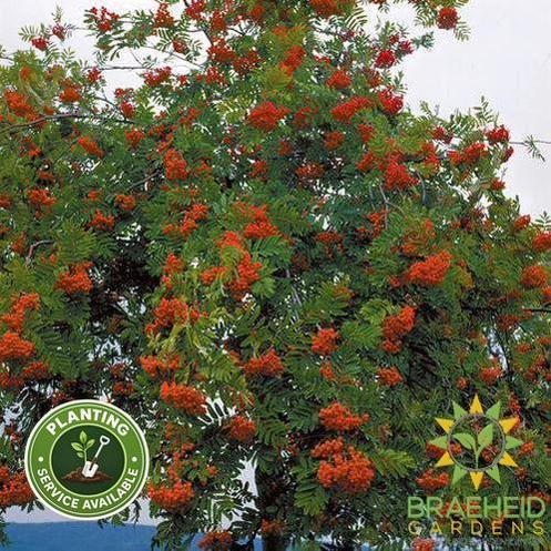 European Mountain Ash- Tree for sale, Grown in Grande Prairie -Braeheid Gardens Ltd. on Emerson Trail