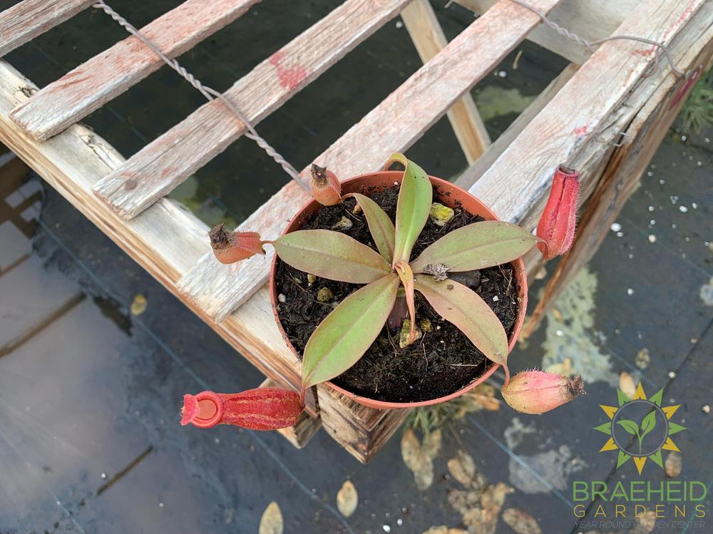 Nepenthes Bloody Mary - Pitcher Plant