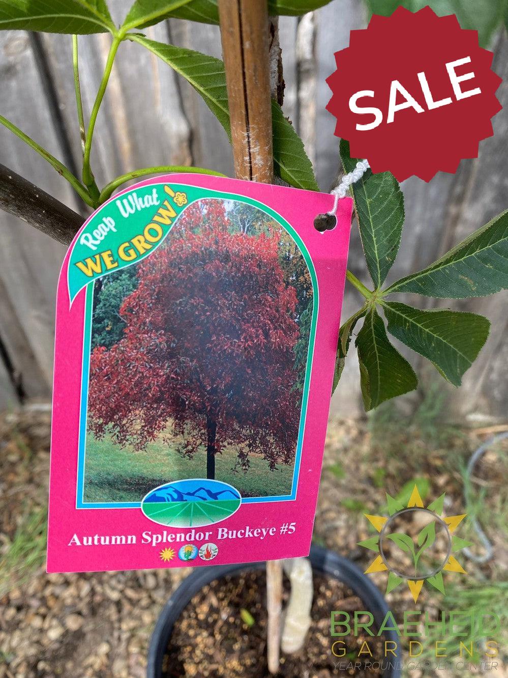 Autumn Splendor Buckeye- Tree for sale, Grown in Grande Prairie -Braeheid Gardens Ltd. on Emerson Trail
