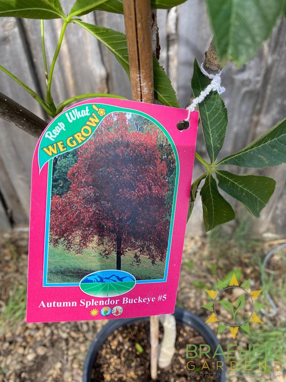 Autumn Splendor Buckeye- Tree for sale, Grown in Grande Prairie -Braeheid Gardens Ltd. on Emerson Trail