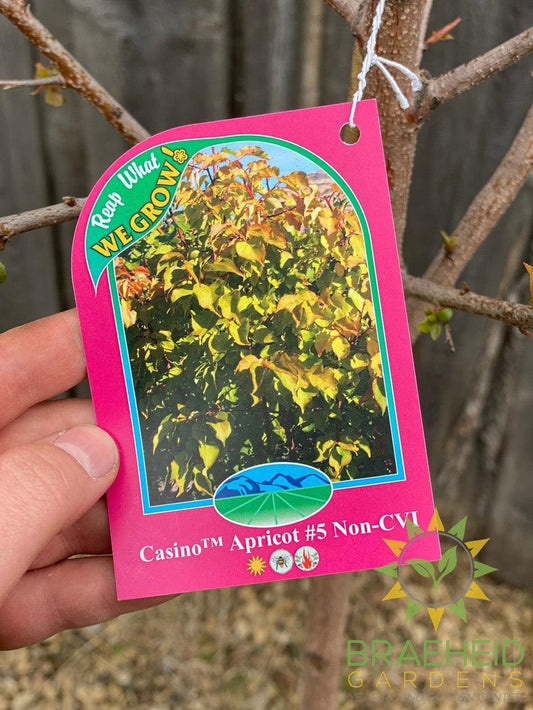 Casino™ Apricot- Tree for sale, Grown in Grande Prairie -Braeheid Gardens Ltd. on Emerson Trail