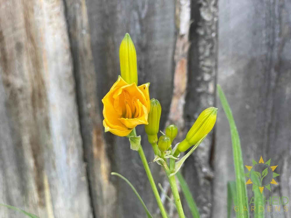 Daylily Stella D'oro Yellow - NO SHIP -